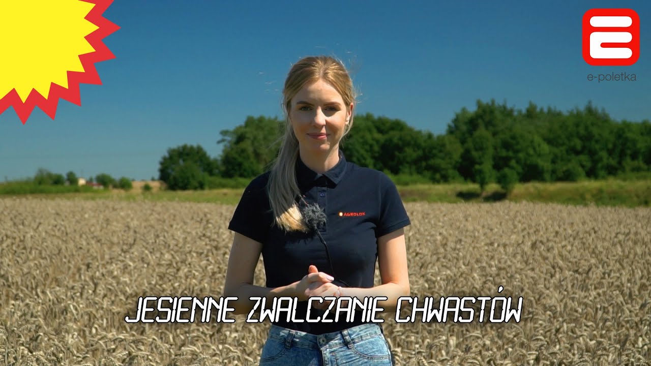 Zboża ozime: zwalczanie chwast&oacute;w jesienią
