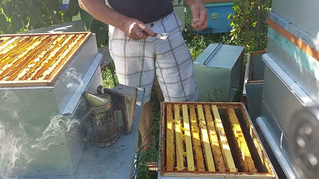 22 iulie, continuam extractia mierii de floarea soarelui, control puiet