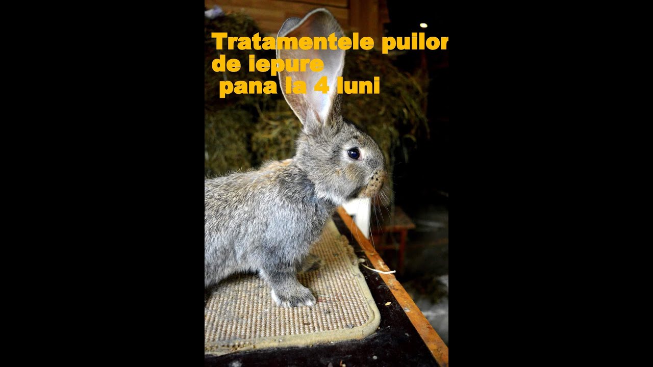 IEPURI |Schema Simpla De Tratamente La Puii De Iepure