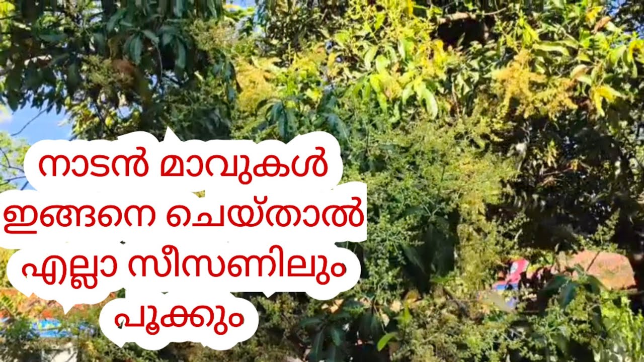 മാവുകൾ ഇതുപോലെ നിറയെ പൂക്കാൻ |mango tree malayalam 