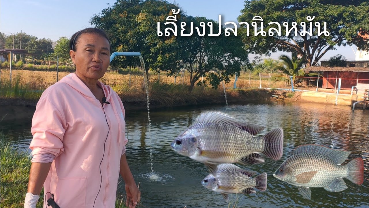 เลี้ยงปลานิลหมัน ดูแลใส่ใจ ราคาดี มีรายได้ต่อปีหลักแสน
