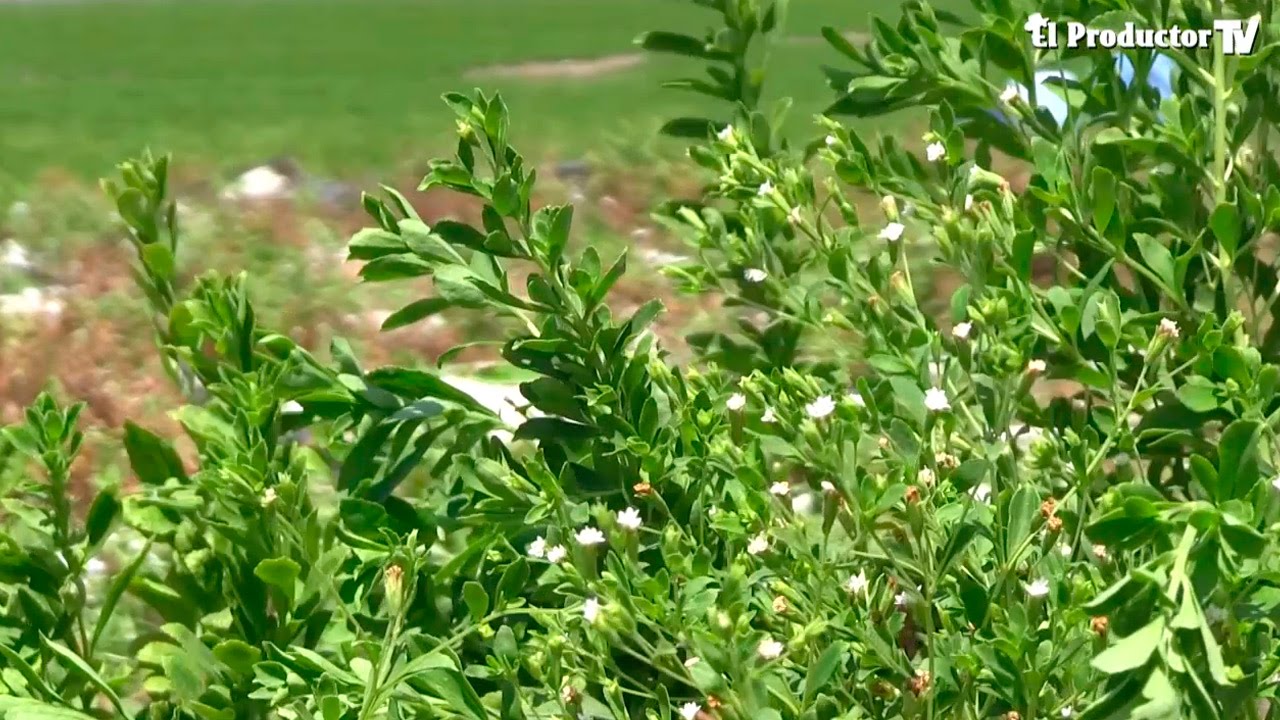 El Cultivo de ESTEVIA, el reemplazo del AZUCAR :)