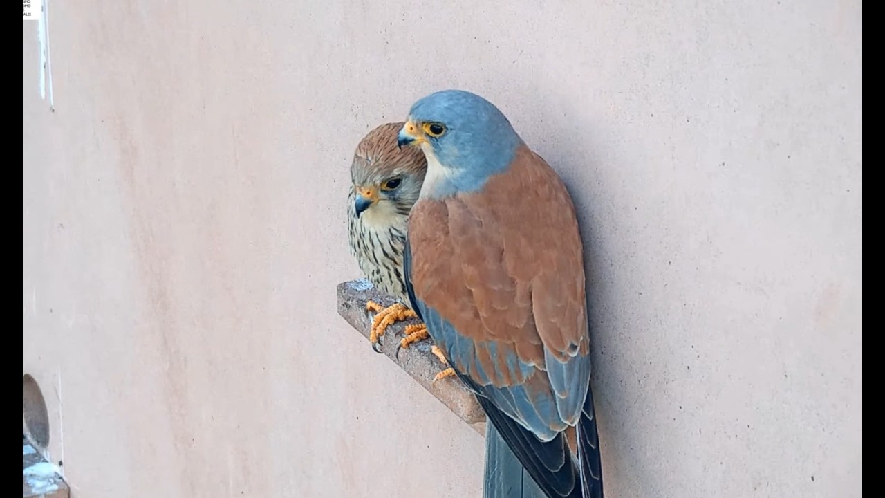 Pustułeczka (Falco naumanni) /24.02.2026/Park Narodowy Cabañeros, Hiszpania