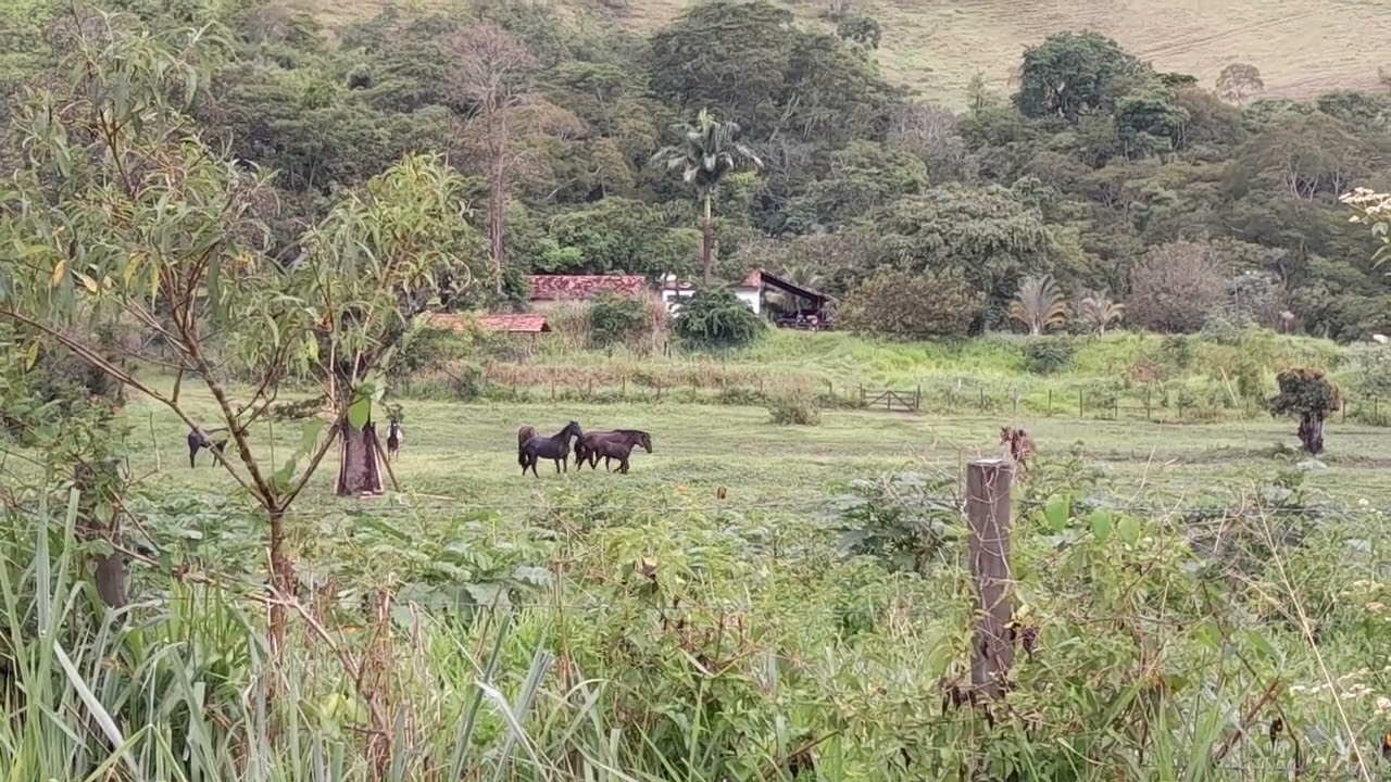 DEPOIS DA CHUVA OS BICHOS FICAM ALEGRES