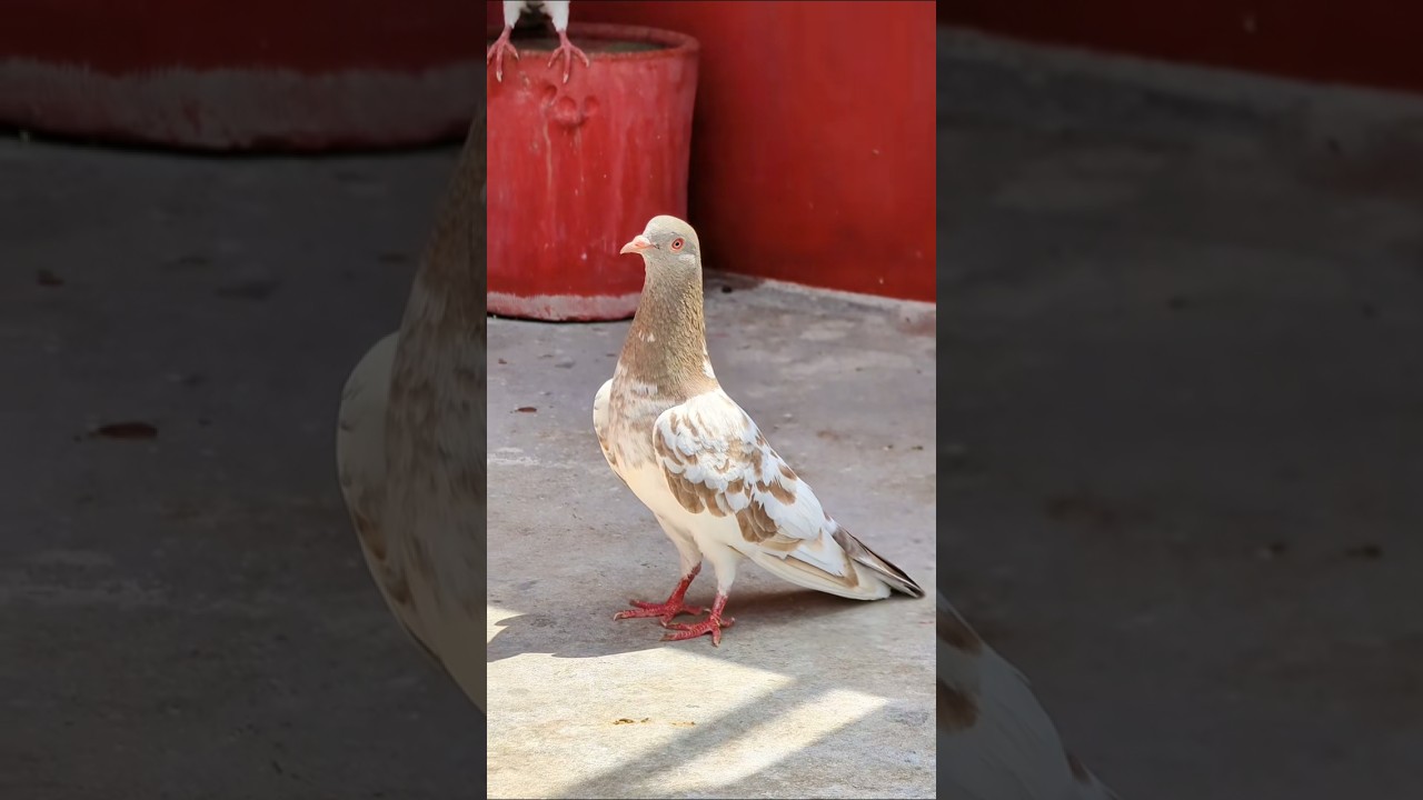 pur lakhs breede blood line most beautiful pigeon 🐦🐦 #pigeon #pigeonbreeds #lali #homingpigeons