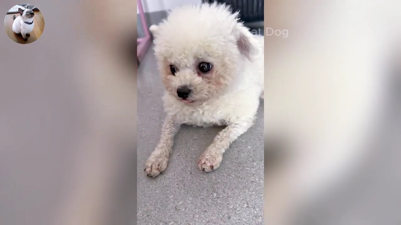 Funniest Cats and Dogs Videos 2026🐈🐕Try Not To Laugh😜 Part 42