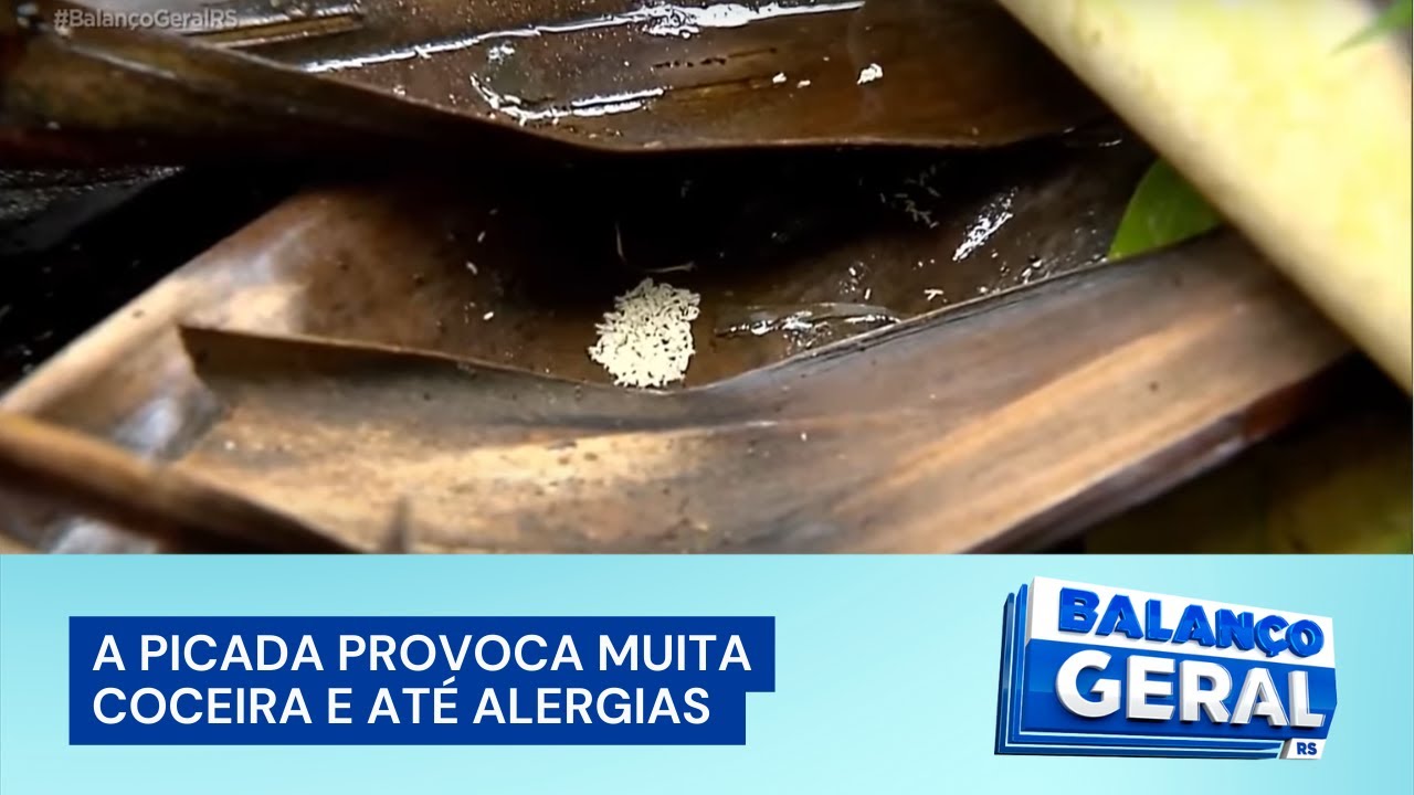 Litoral norte: mosquito pólvora assusta moradores