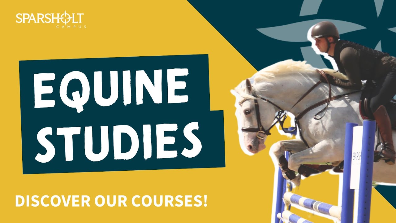 Equine Studies at Sparsholt College