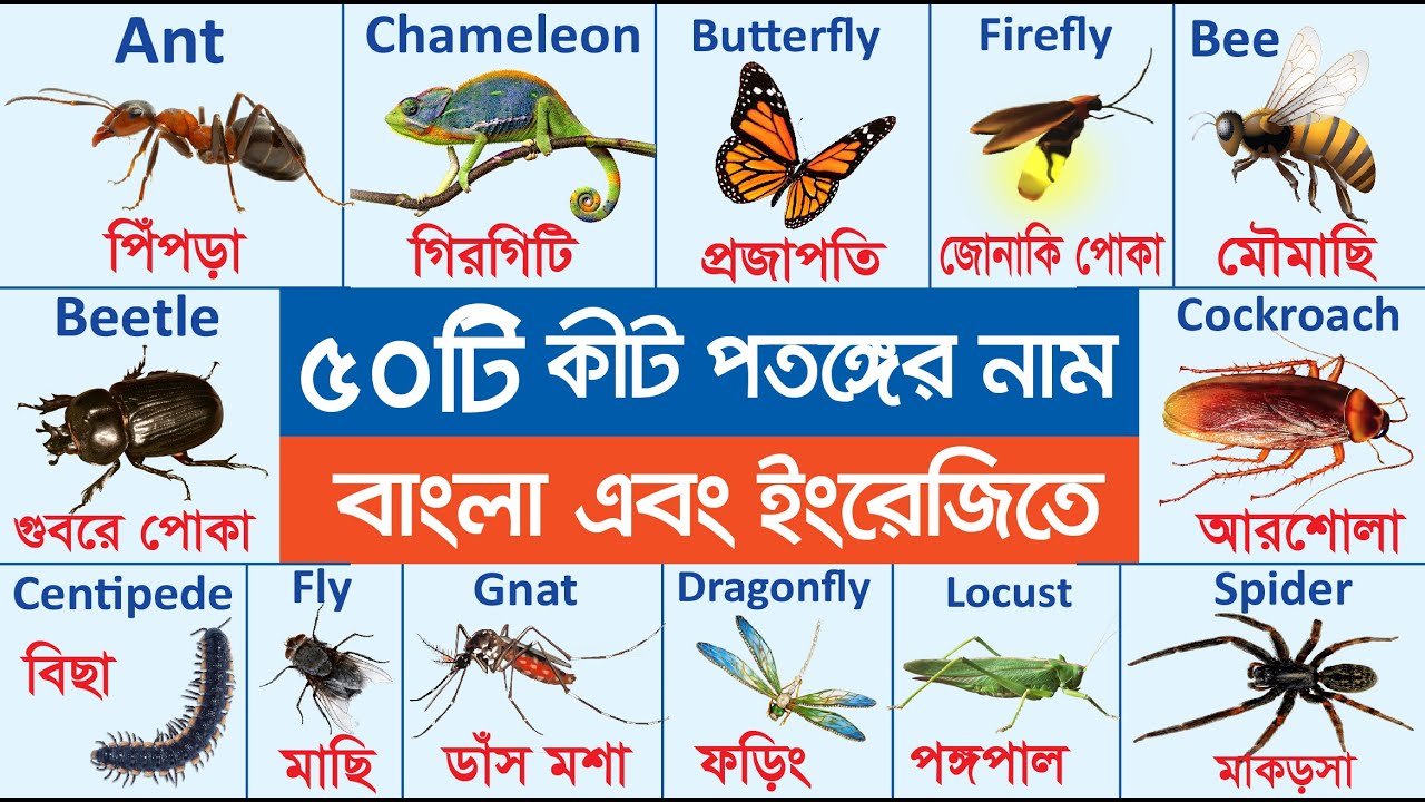 ৫০টি কীটপতঙ্গের নাম বাংলা ও ইংরেজিতে | 50 Insects Name with Picture for Kids | পোকামাকড়ের নাম 2023