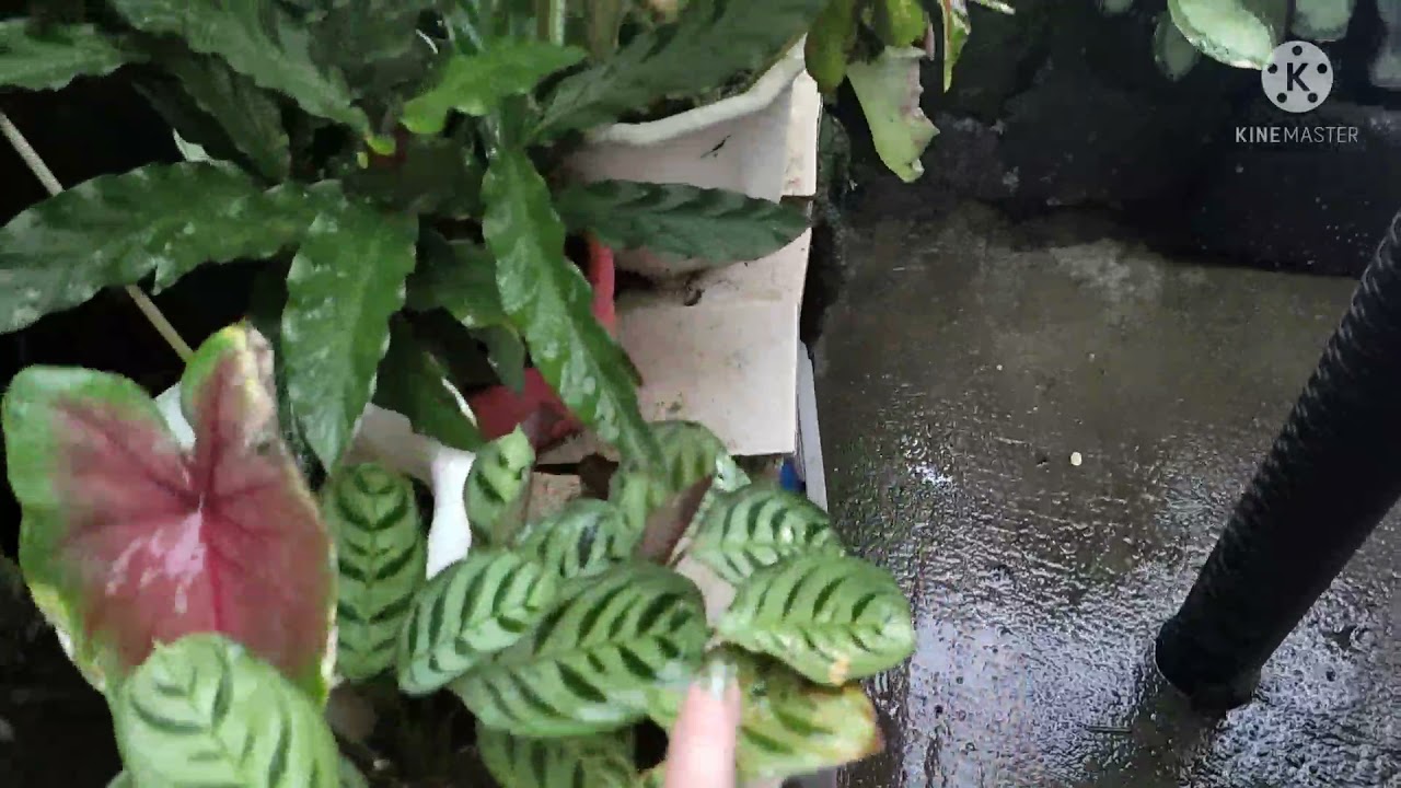 Plant TOUR , PLANT  Checking , Repotting'