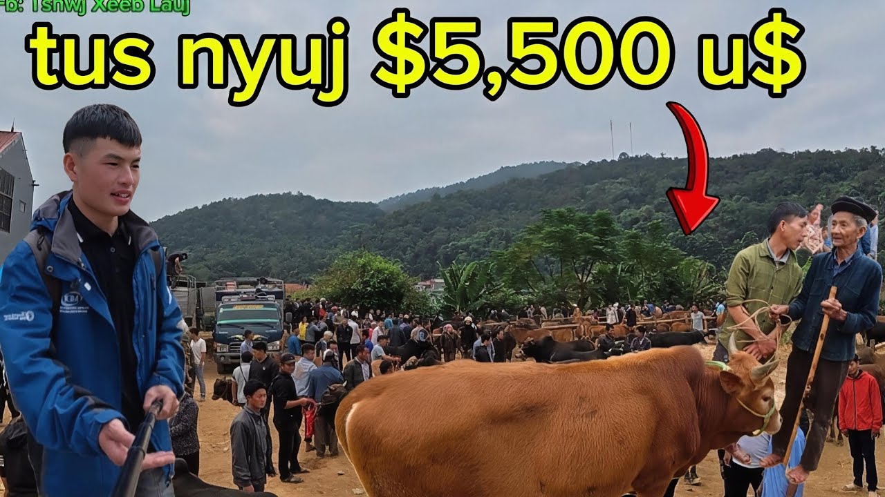 Mus ncig khw yuav nyuj  ,nyob rau pov lauj  #hmtv 