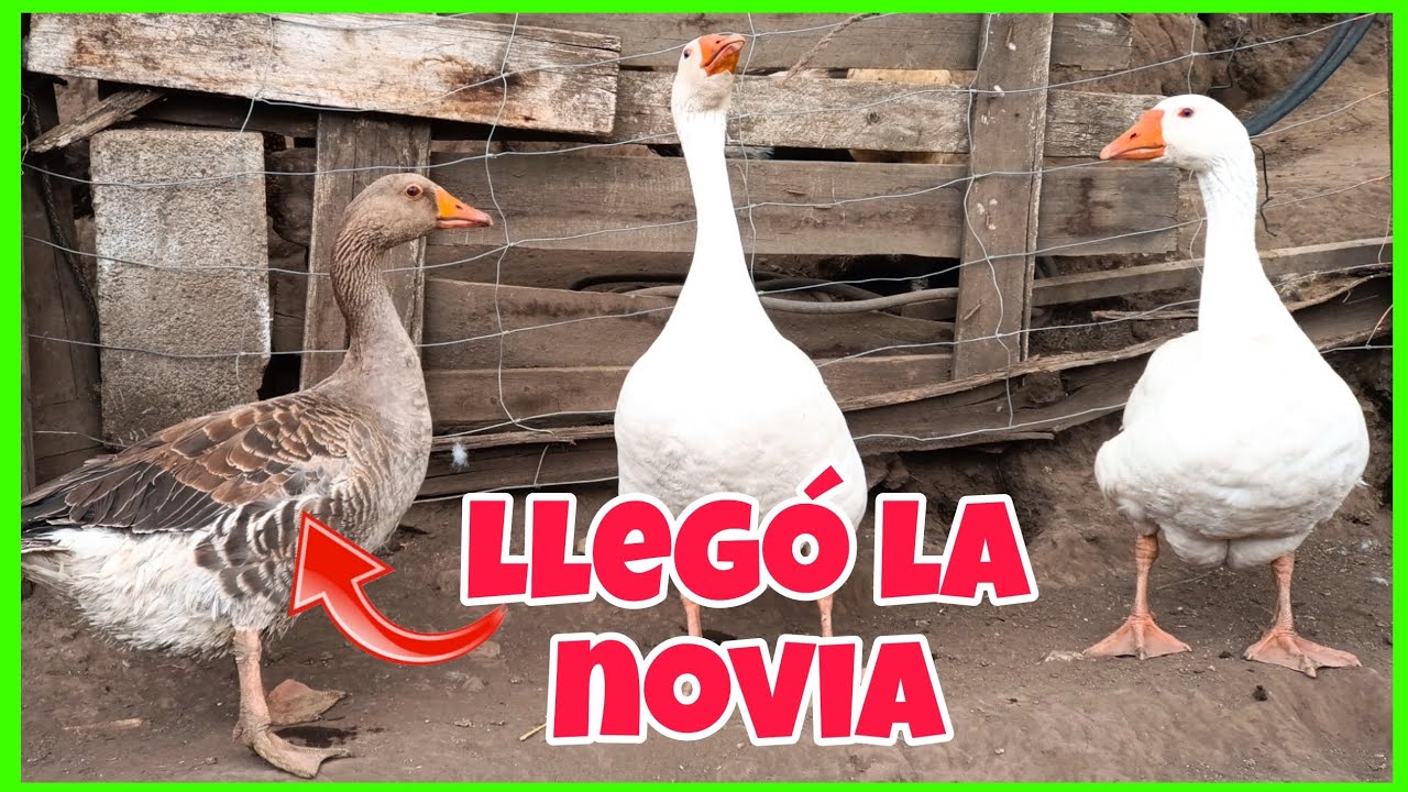 Compre UNA GANSA🪿en el mercado de animales...quien de mis gansos se adueñara de ella😘
