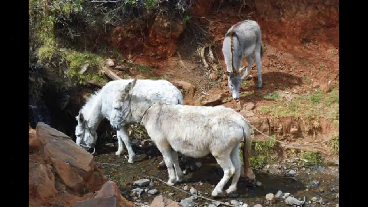CORONGO Jilguero del Huascaran - Rio de corongo