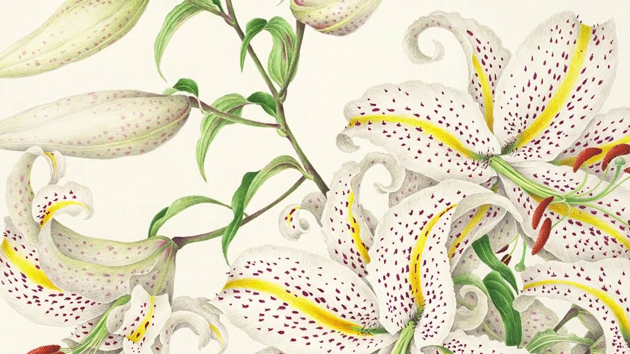 No3 野村陽子ボタニカルアートWeb Museum　ヤマユリ
