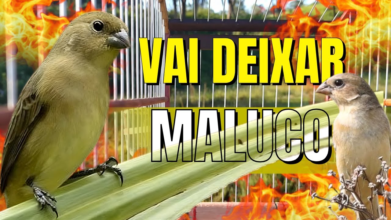 MELHOR FÊMEA DE PAPA-CAPIM CHAMANDO PARA DEIXAR SEU PAPA-CAPIM DOIDO PARA CANTAR LOGO!