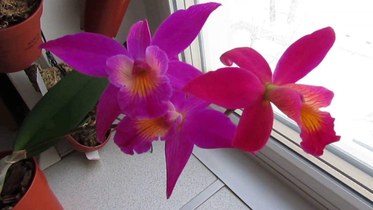 Цветение орхидеи каттлея (Cattleya Chain-TZY guiding 'Chain-TZY Red Top')