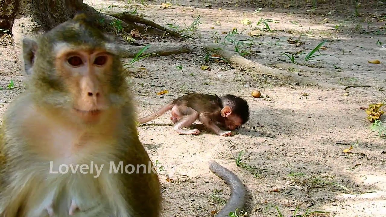 Mom Weaning Milk Baby Alba, Mom Bited and Slap Baby Alba Throw The Ground Cry Loudly Without Help.