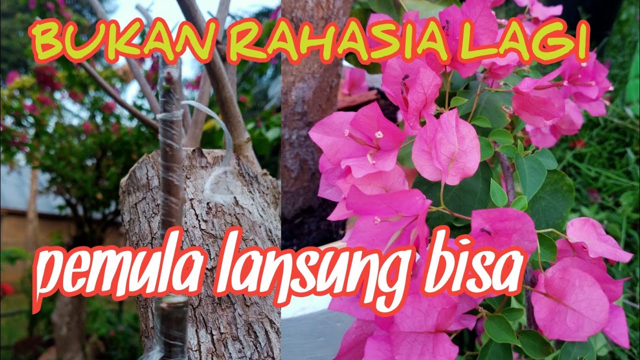 CARA JITU MENYAMBUNG BUNGA KERTAS LANSUNG DI TEMPAT PANAS