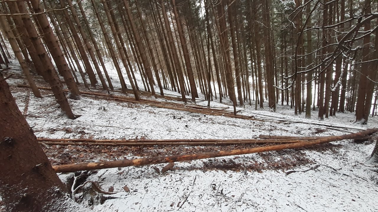 Forstarbeiten | 6.2.2021