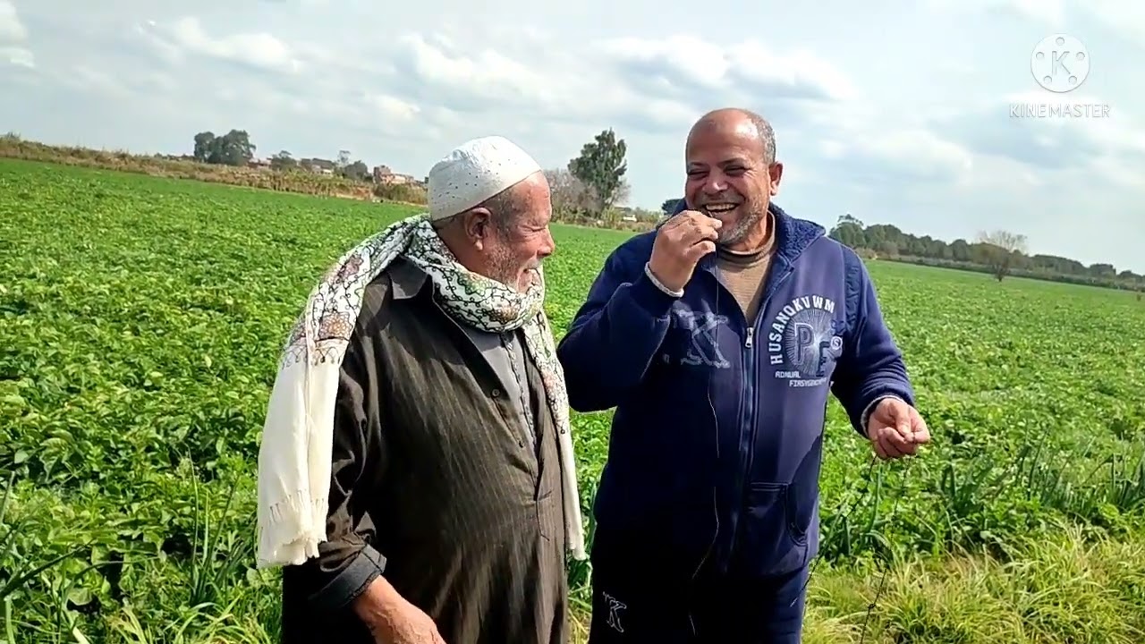 رش سترات البوتاسيوم لتساعد فى عمليه تحجيم البطاطس ولقاء مع الحاج /على راتب وبعض المزارعين