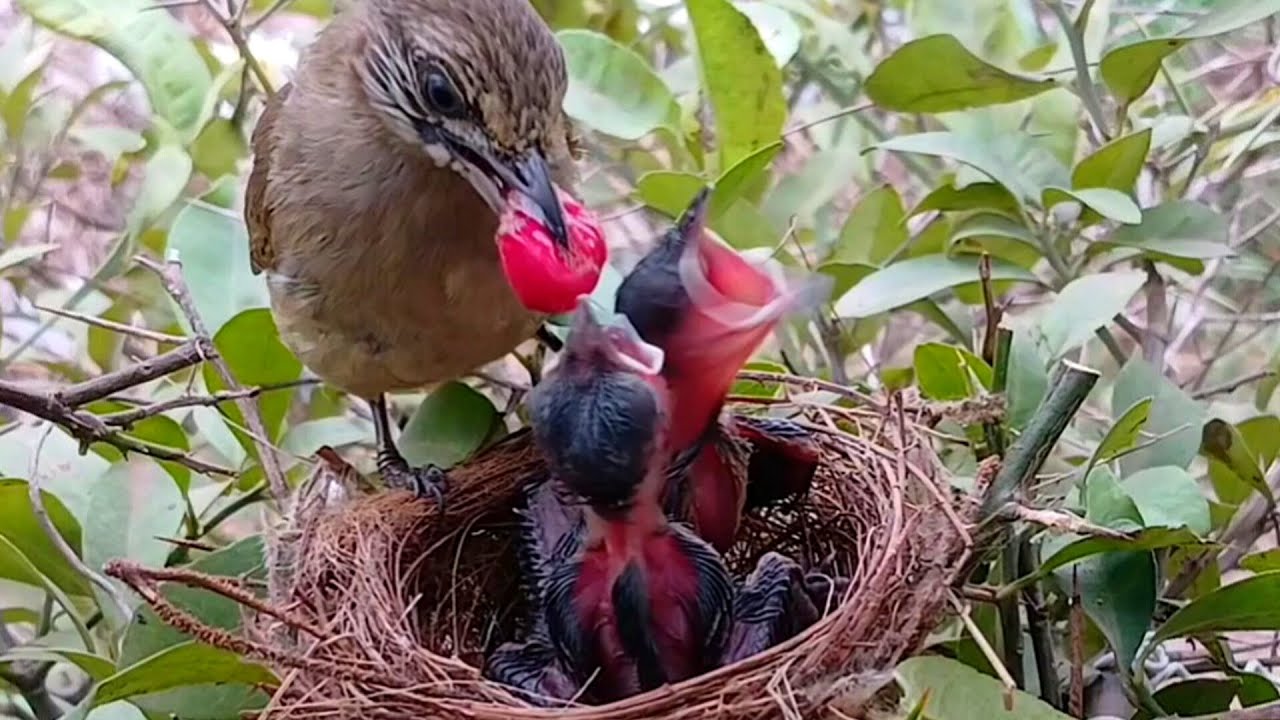 A Streak eared bulbul bird tries to swallow fruit that its mother has fed it until it gets stuck in