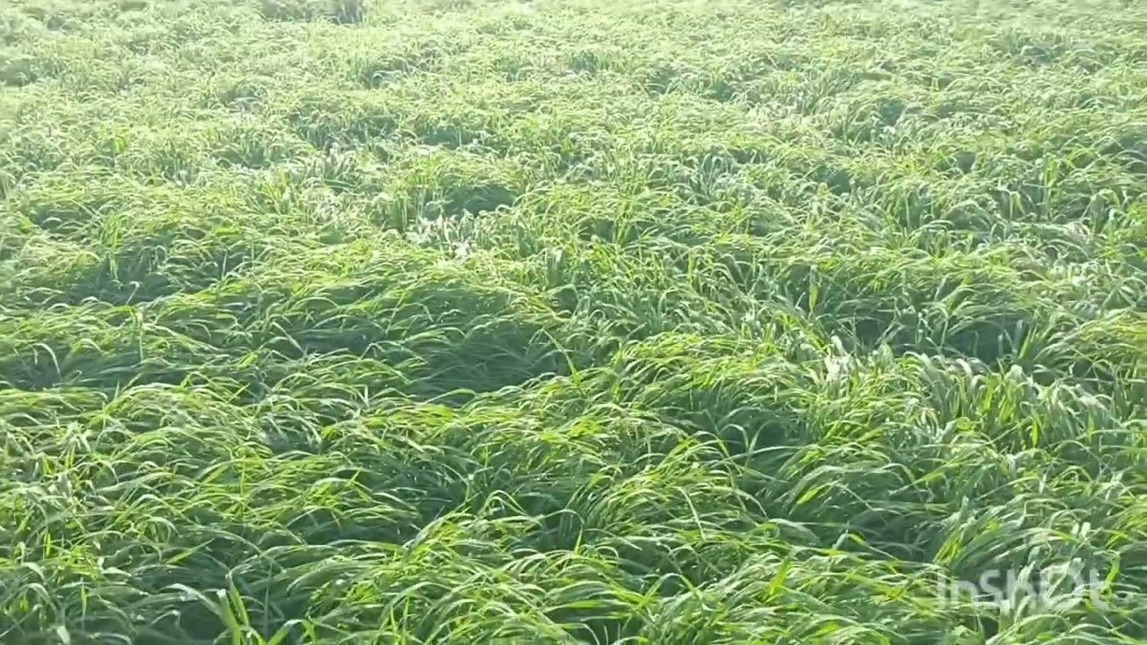 गेहूं का 33 क्विंटल एकड़ का रिकॉर्ड उत्पादन की कहानी 