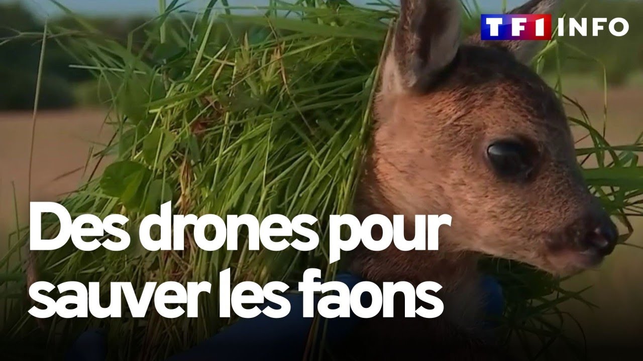 Des drones pour sauver les faons