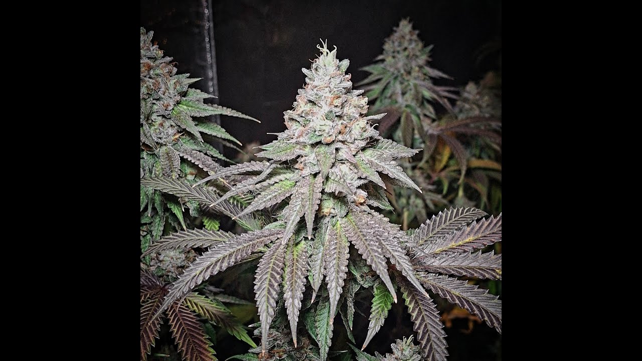 Growing Cannabis:  Week 8 Flower (Harvest)