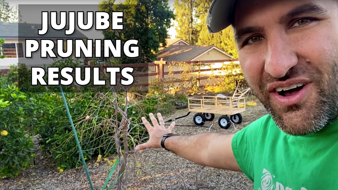 Multiplanted Jujube PRUNING RESULTS: See What's Visible with All the Leaves Gone | Li & Lang Jujube