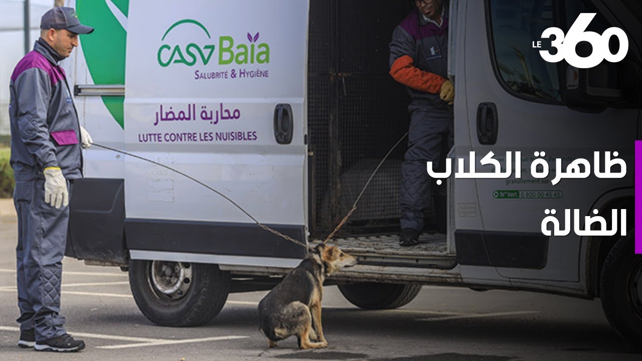 محاربة الكلاب الضالة بشوارع الدارالبيضاء