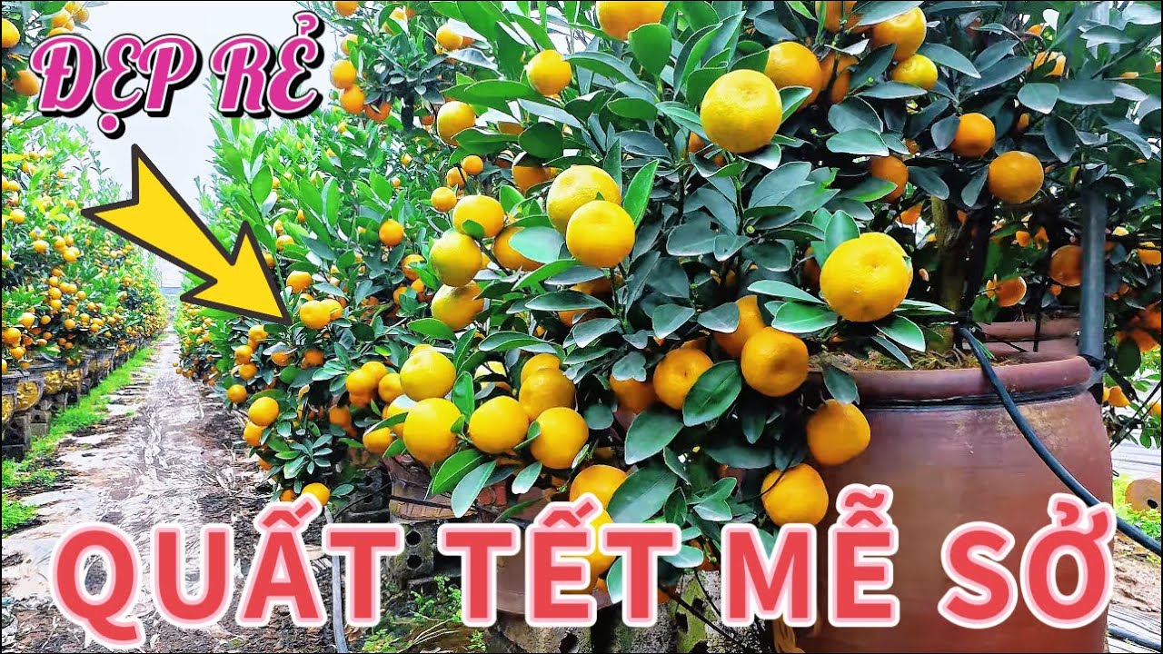 Quất Tết Mễ Sở. ĐẸP MÊ LY- Số Lượng Lớn 