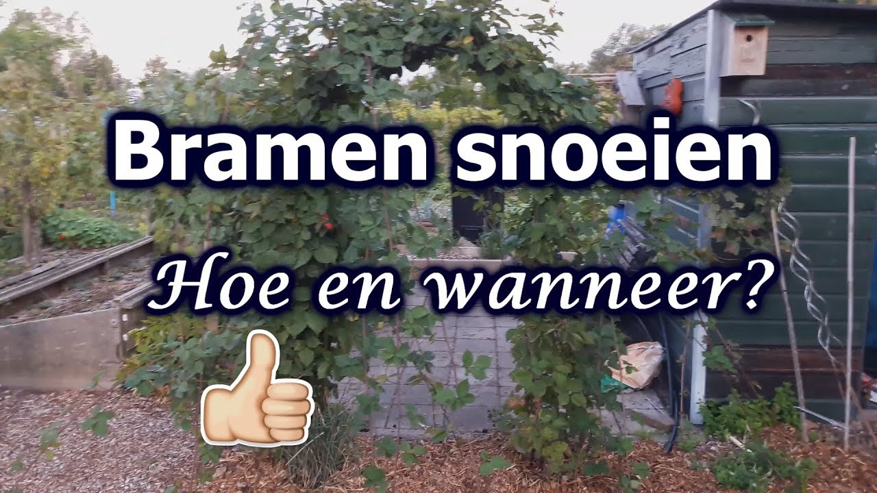 Bramen snoeien: Hoe en wanneer?