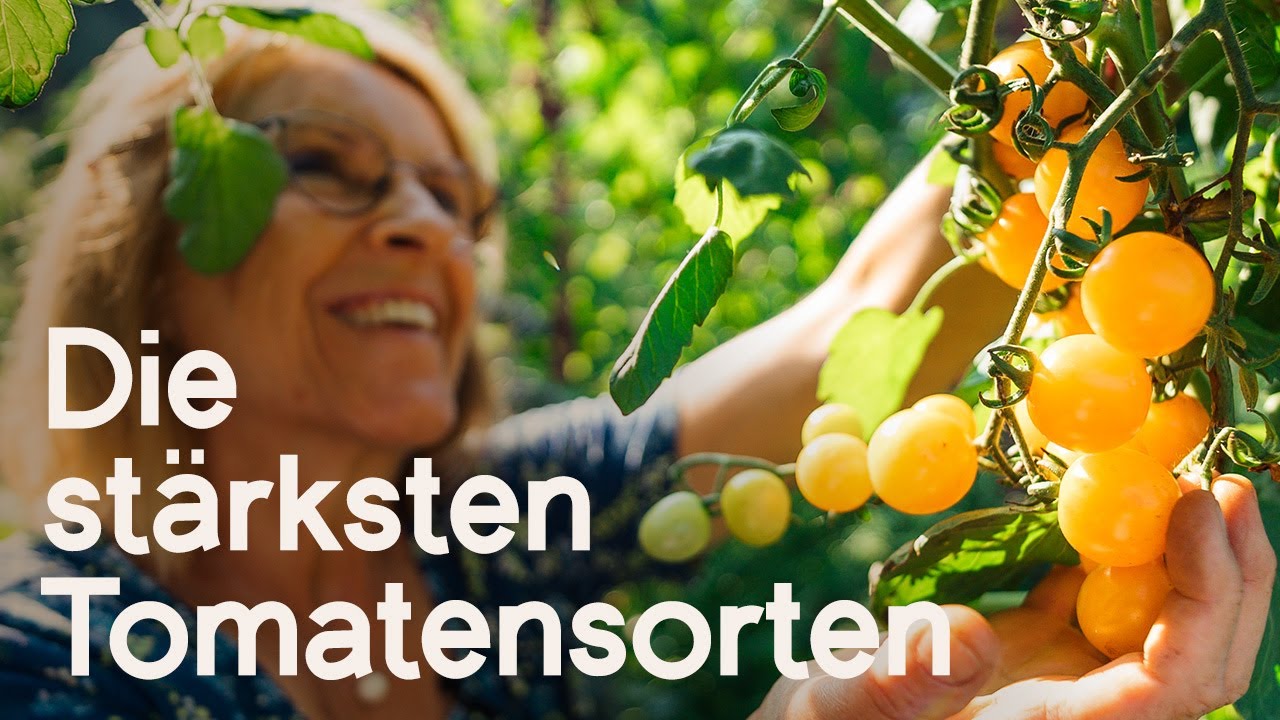 Wetterfeste Tomaten: Top-Sorten für den Freilandgarten - robust und ertragreich! 🍅🌱😍
