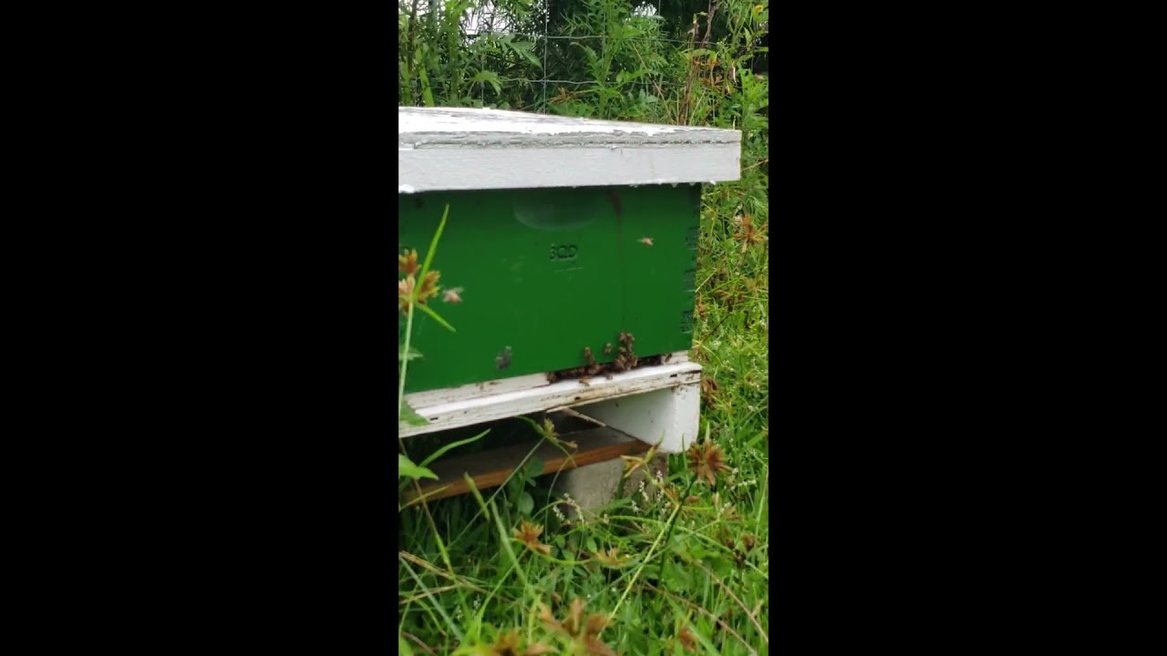 Home Grown Honey!