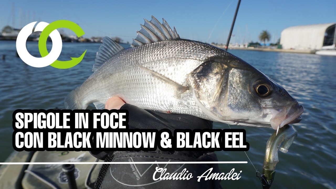 SPIGOLE IN FOCE CON BLACK MINNOW & BLACK EEL