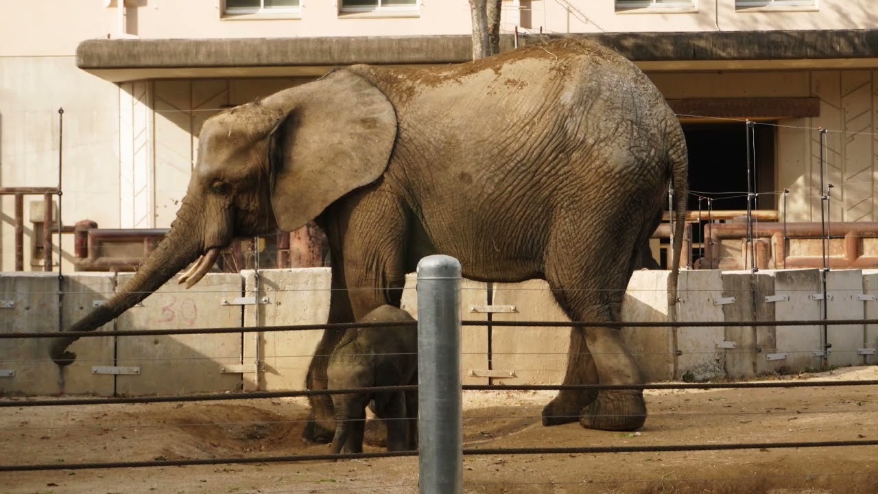 マルミミゾウの赤ちゃん「アオ」成長記録【安佐動物公園】