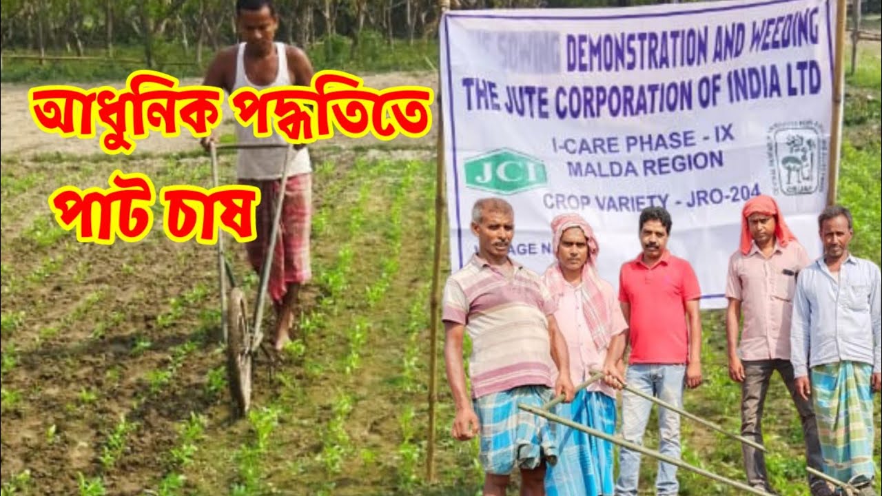 আধুনিক পদ্ধতিতে পাট চাষ।