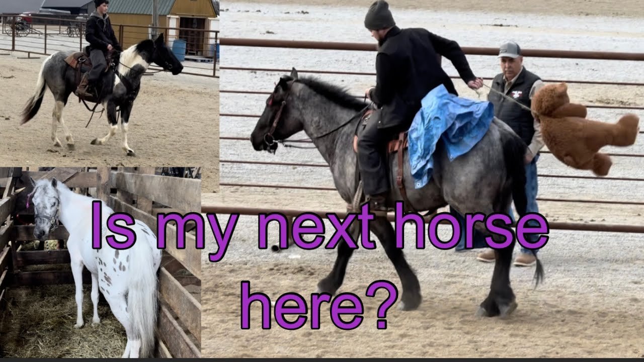 Journey to find my next horse! 