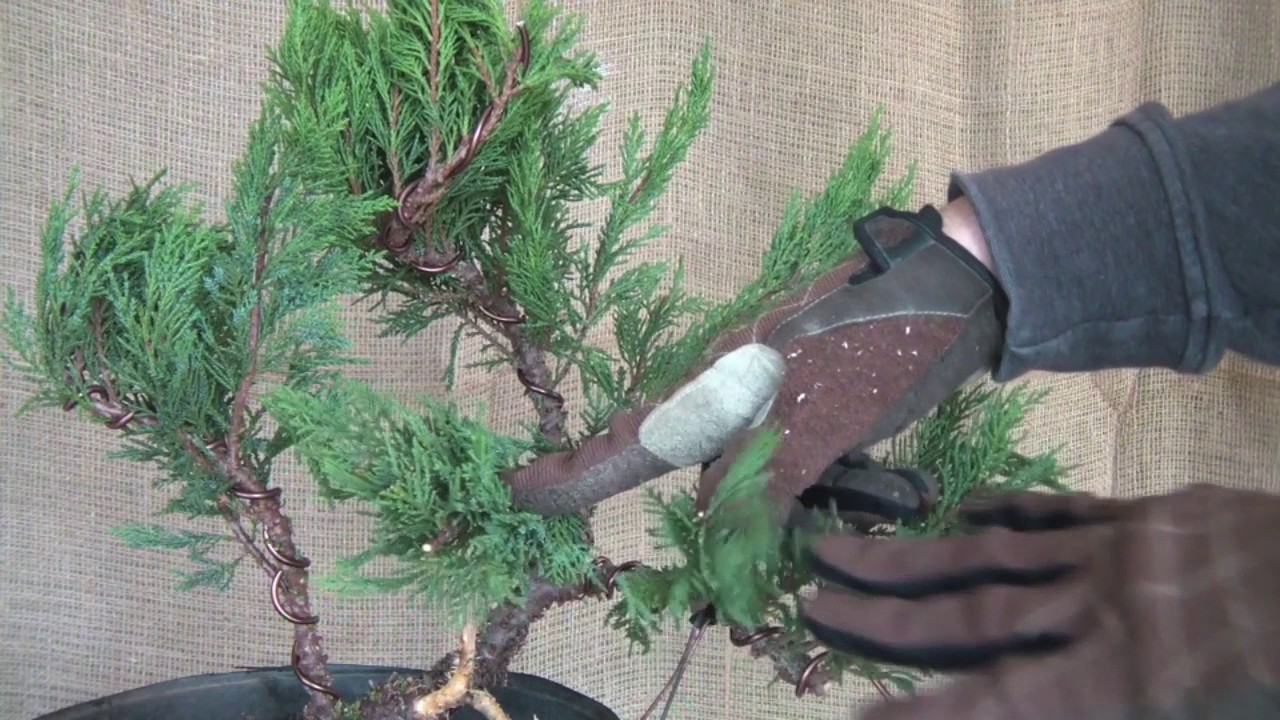 Creating a Multi-Trunk Juniper Bonsai From Nursery Material