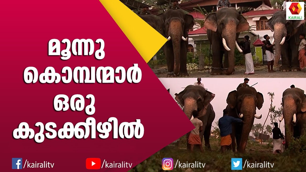 ഉട്ടോളി രാജശേഖരൻ,ഉട്ടോളി അയ്യപ്പൻ ,ഉട്ടോളി ഗണപതി | മൂന്നു കൊമ്പന്മാർ  ഒരു കുടക്കീഴിൽ | E4 Elephant