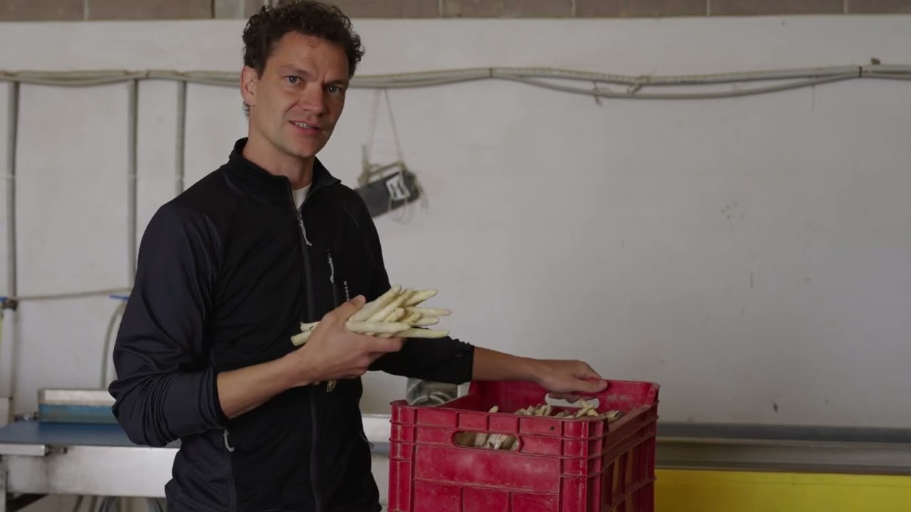 Gli Asparagi di Aquileia