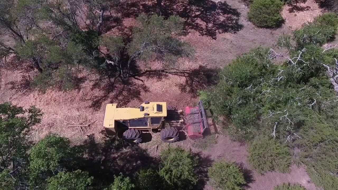 Cedar Clearing