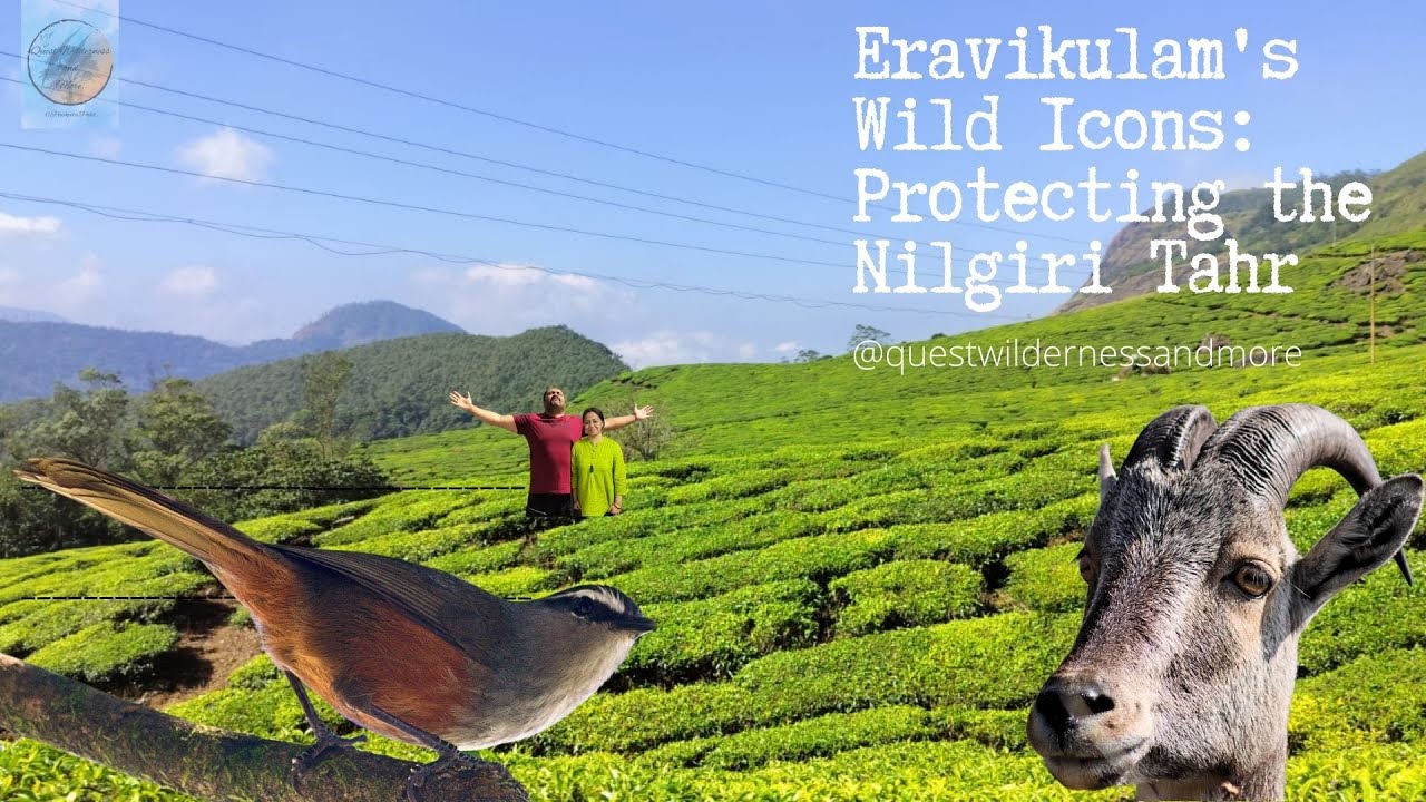 The Endemic and Endangered - Incredible Kerala Part 2 #wildlife  #incrediblekerala