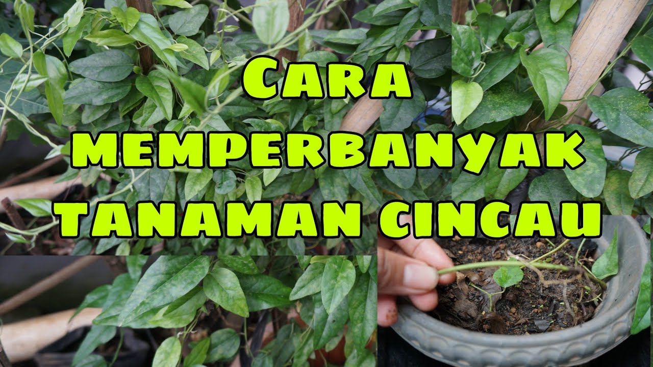 Beginilah caranya memperbanyak tanaman cincau || Kakpit