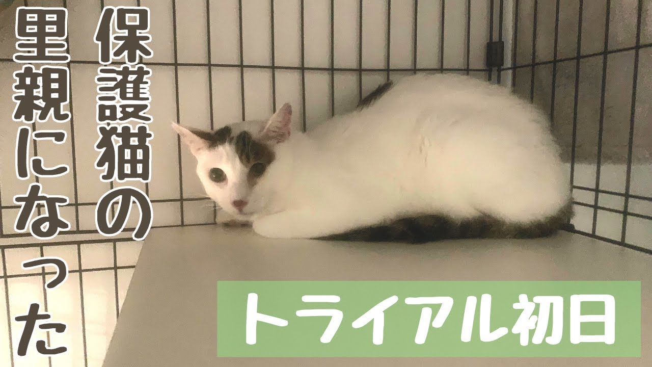 【成猫の里親になりました】トライアル初日〜怖がりのしろまる〜