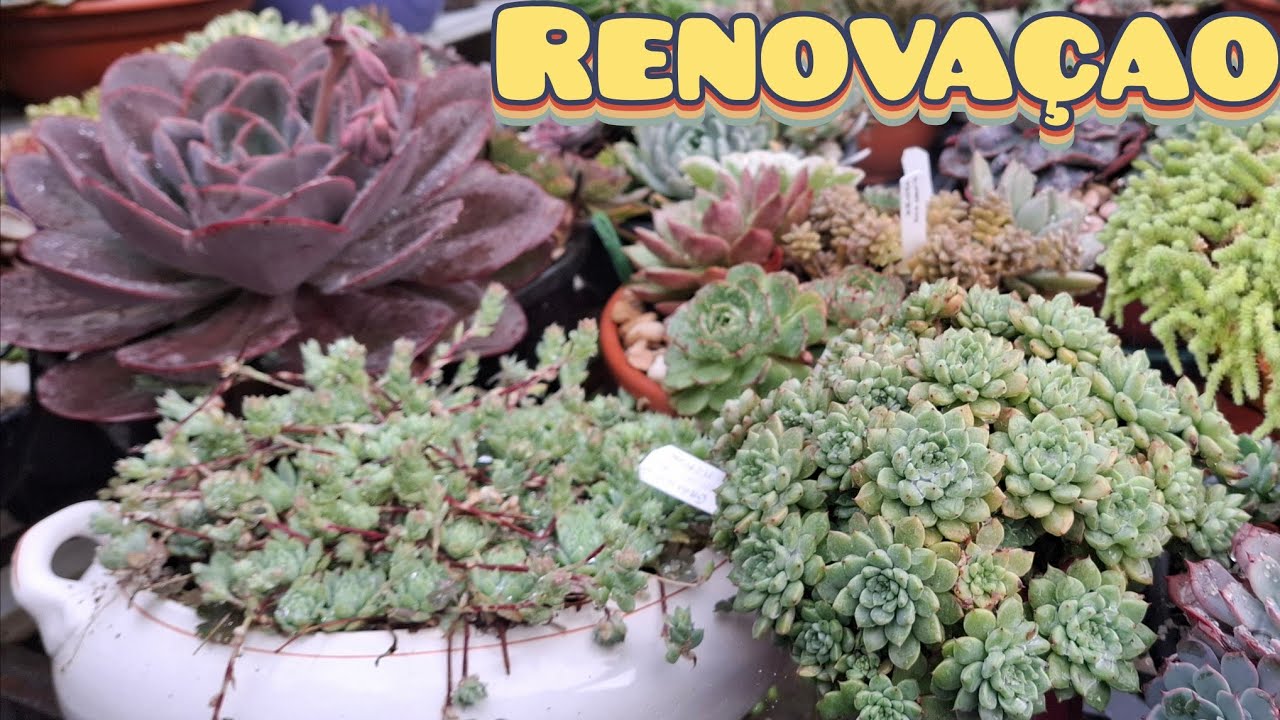 Renovação nas suculentas e taças mais compostas para ajudar a passar o inverno. 