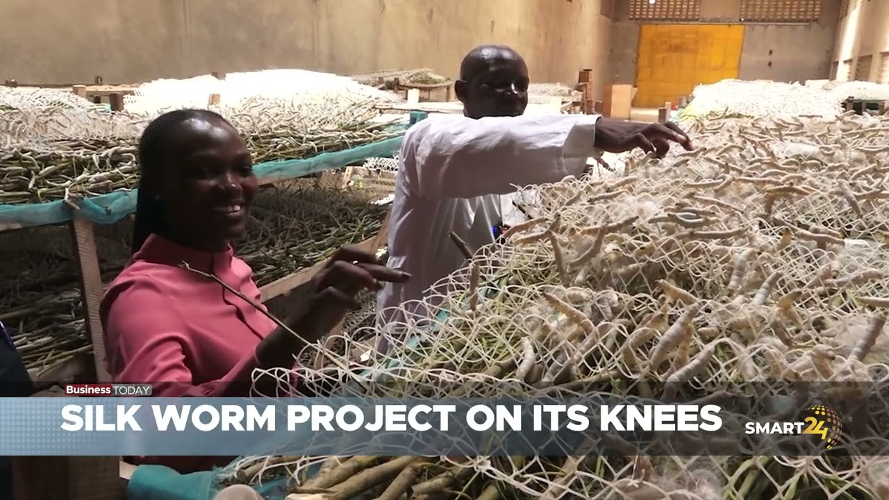 SILK WORM FARMING IN UGANDA