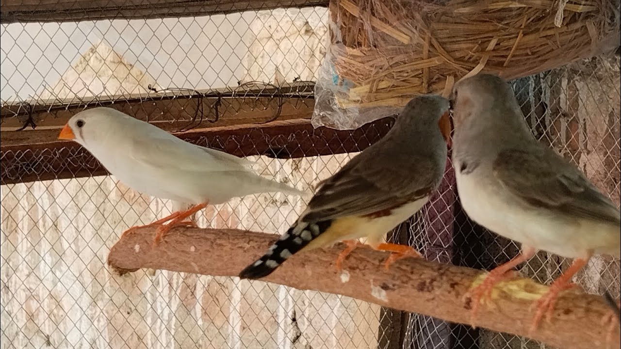 Zebra Finch Breeding Update 🐦 | Feeding Routine & Baby Chicks | SM Finch Aviary