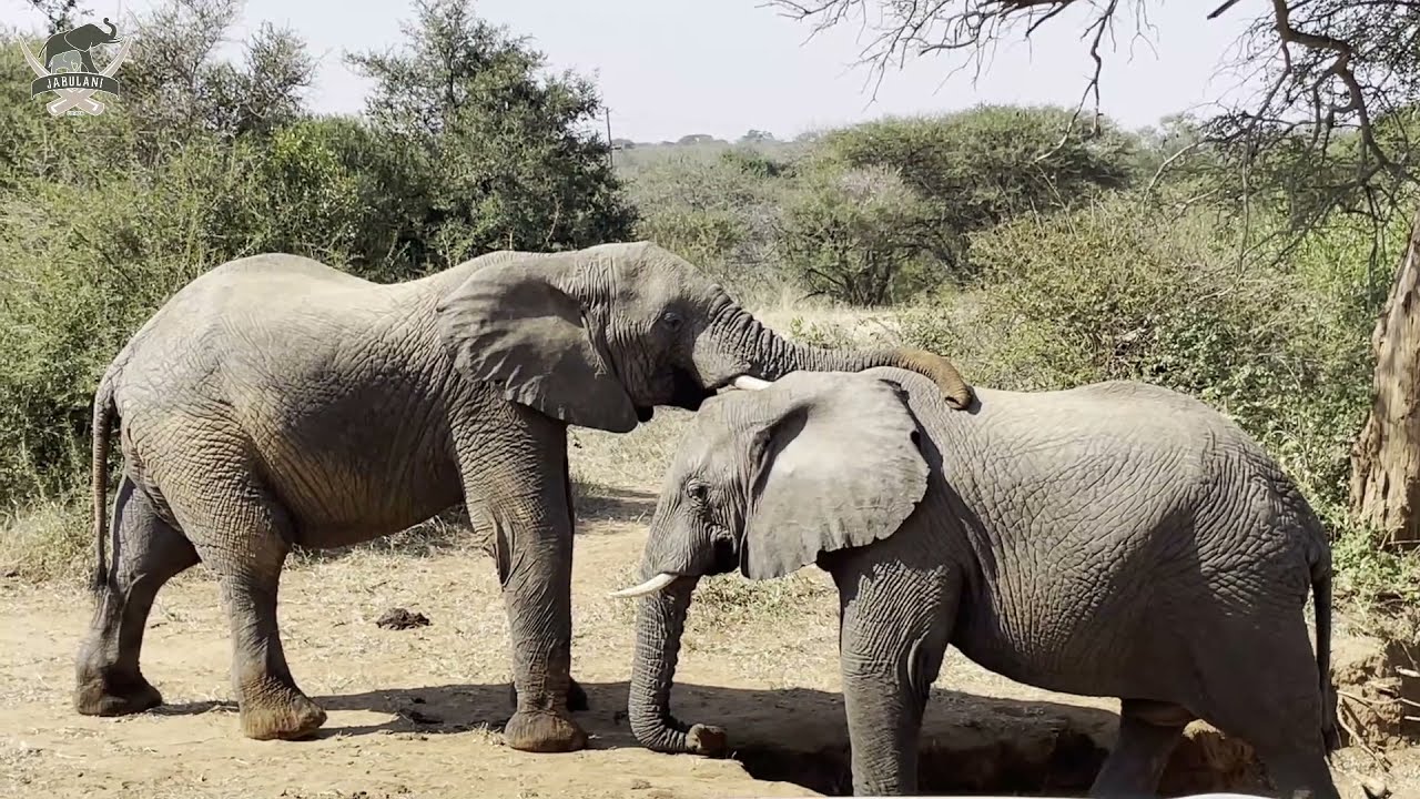 An Amazing Close Encounter With The Wild Elephants at Jabulani