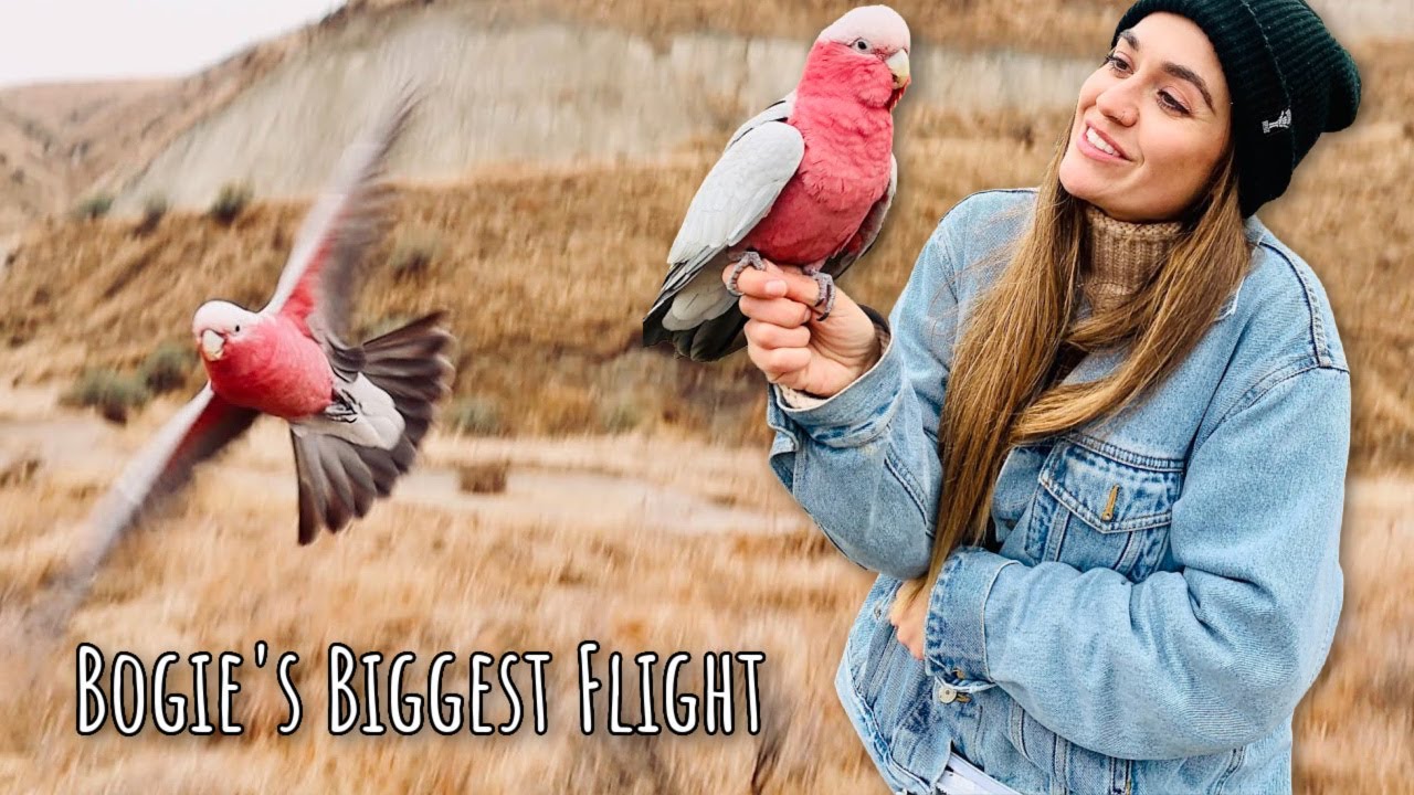 Bogie's LONGEST Flight || SoCal Parrot Free Flight Adventures